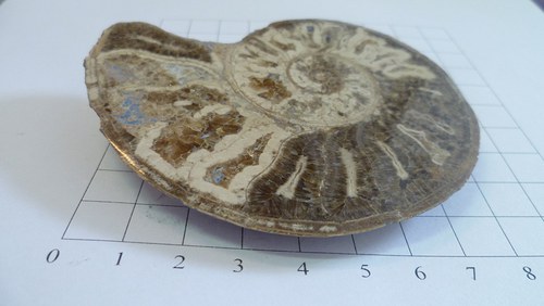 Amonit — foto 2