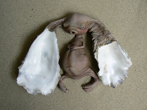Křehotinka ušatá — foto 2