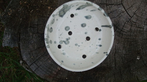 Skvrnitý mýdelník — foto 3