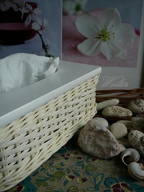 Kapesníkovník bílý pásek + bílé víko — foto 2