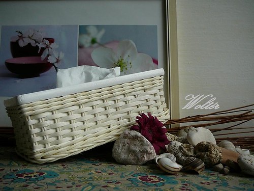 Kapesníkovník bílý pásek + bílé víko — foto 4
