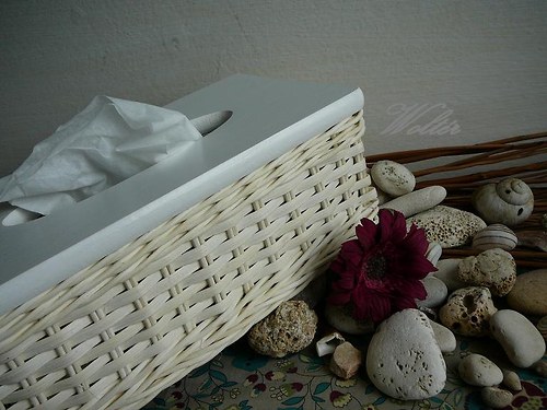 Kapesníkovník bílý pásek + bílé víko — foto 6