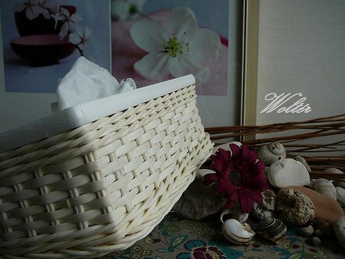 Kapesníkovník bílý pásek + bílé víko — foto 3