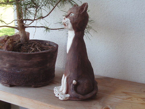 Kočička hnědá s bílou náprsenkou — foto 2