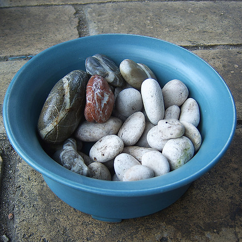 Bonsai květník zelený — foto 2