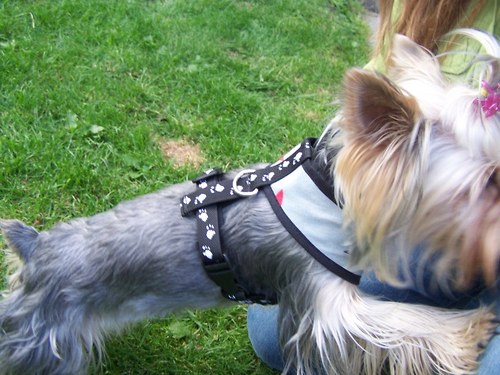 Luxusní kšírky pets love it — foto 4