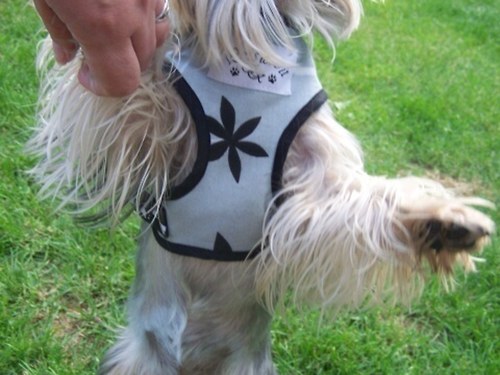 Luxusní kšírky pets love it — foto 5