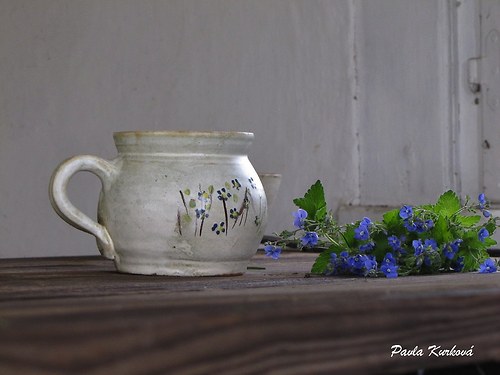 Pomněnka buclatá — foto 4