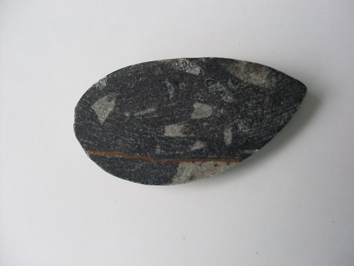 Osteroceras — foto 2