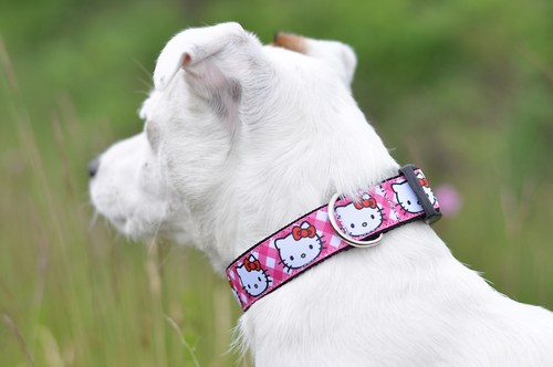 Obojek hello kitty POSLEDNÍ KUS — foto 4