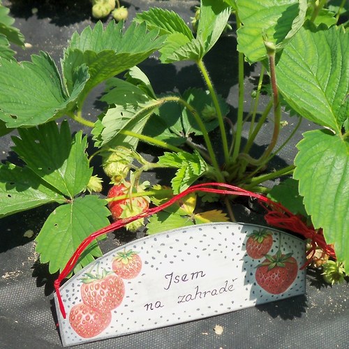 Jsem na zahradě — foto 3
