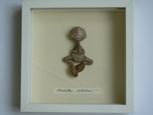 Modlilka pobřežní — foto 3