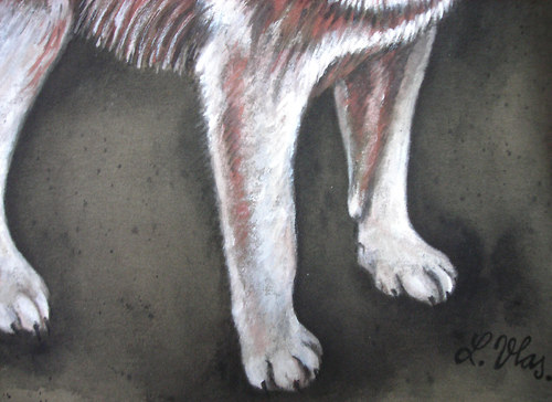 Wolf dámský, na objednávku — foto 5