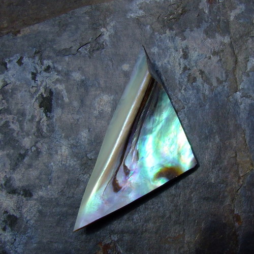 Paua mušle 57x28 — foto 2