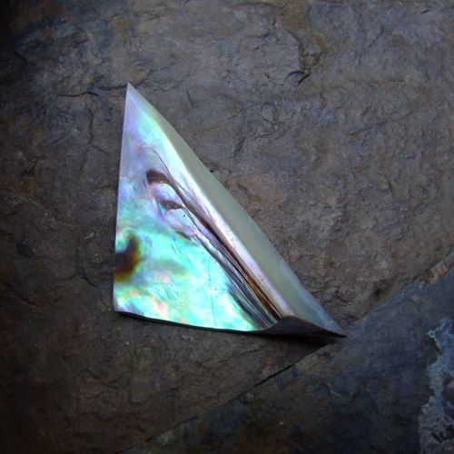 Paua mušle 57x28 — foto 3
