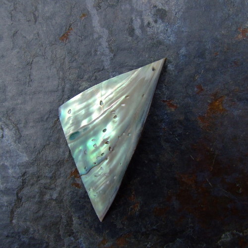 Paua mušle 57x28 — foto 4