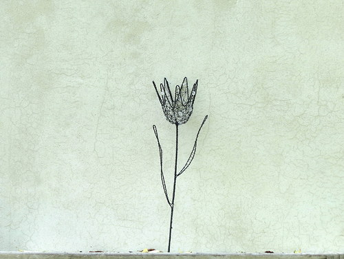 Tulipán — foto 3