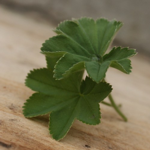 Nebeská rosa — foto 2