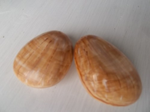 Dochucovací škeble — foto 6