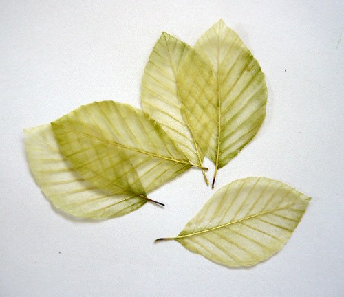 Skelet listů - světle zelený — foto 2