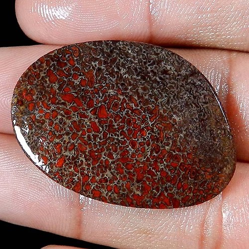 Zakmenělá dinosauří kost- cabochon — foto 2
