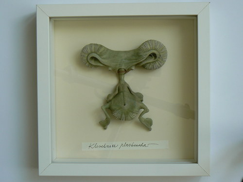 Klevetnice ploskonohá — foto 4