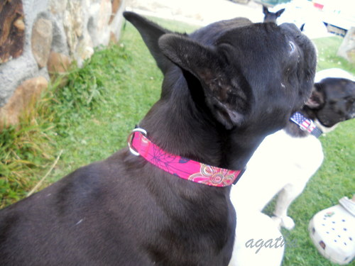Obojek — foto 2
