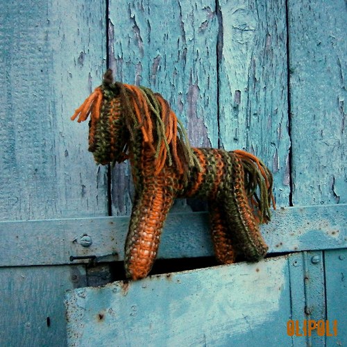 Koník Pumpkin — foto 3