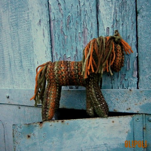 Koník Pumpkin — foto 5
