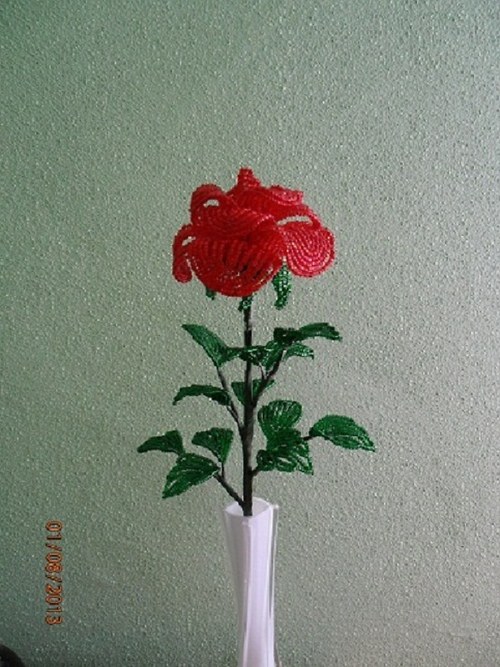 Růže-korálková — foto 3