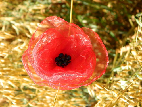 Vlčí mák — foto 2