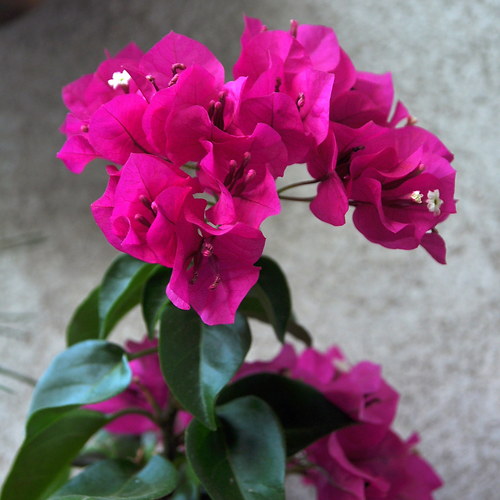 Bougainvillea Vera — foto 4
