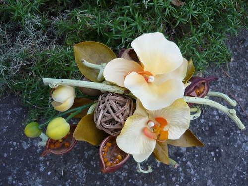 Žlutá orchidea — foto 2