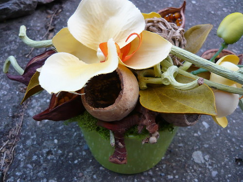 Žlutá orchidea — foto 4