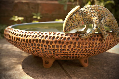 Chameleon..který nezmizí — foto 4