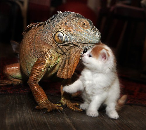 Náhrdelník Iguana! — foto 3