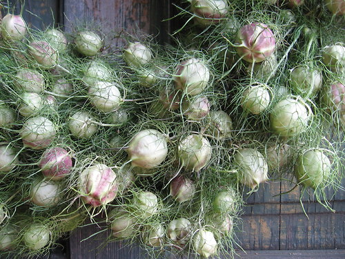 Černuchový — foto 2
