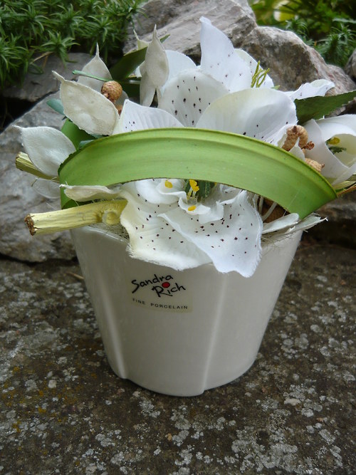 Helleborus — foto 2