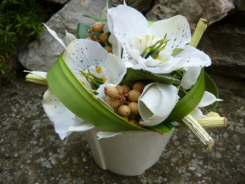 Helleborus — foto 3