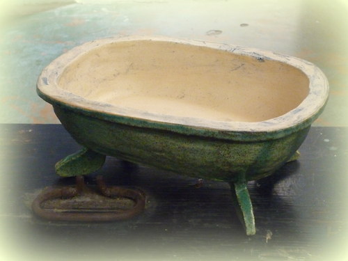 Bonsai mísa tyrkysová — foto 2