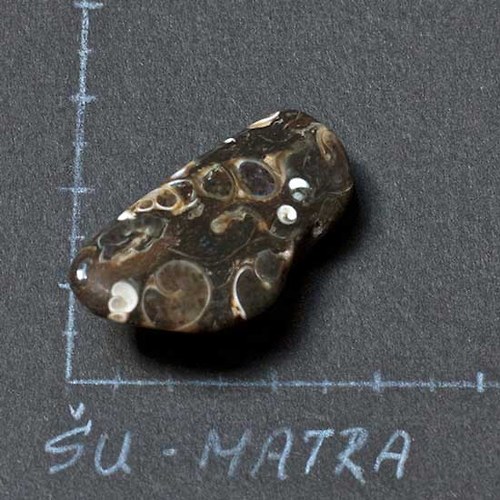 Turritella — foto 2
