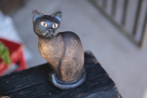 Kočka sedící střežící — foto 3
