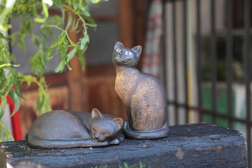 Kočka sedící střežící — foto 4