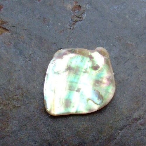 Paua mušle — foto 2