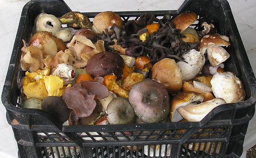 Stroček trubkovitý, sušený — foto 2