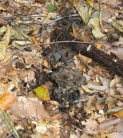 Stroček trubkovitý, sušený — foto 3