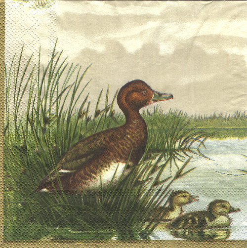 Ubrousek - divoké kachny — foto 2