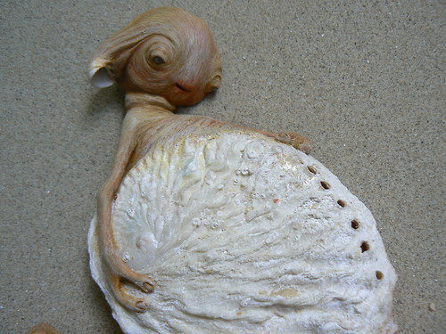 Běhavka stěhovavá — foto 3
