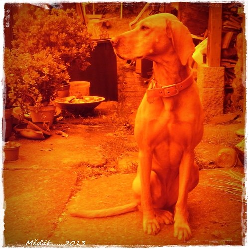 Z hor Al-Mandinu....... — foto 6
