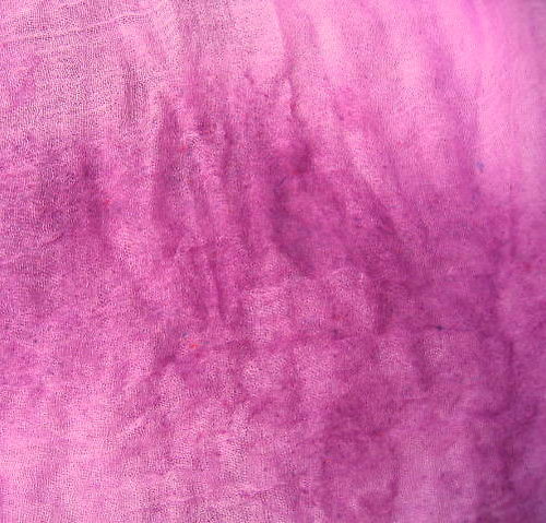 Růžová S Borůvkovým Pruhem — foto 2
